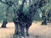 50_agios_petros