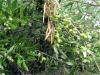 51_agios_petros