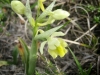 10_orchis_provincialis