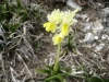 11_orchis_provincialis
