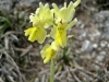 12_orchis_provincialis