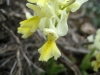 4_orchis_provincialis