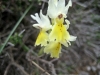 5_orchis_provincialis