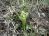 6_orchis_provincialis