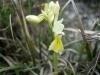 7_orchis_provincialis