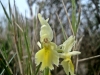 9_orchis_provincialis