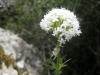 36_orxidees_skaroi