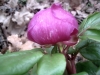 10_paeonia_mascula
