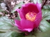 11_paeonia_mascula