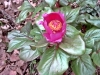 2_paeonia_mascula