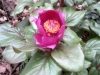 3_paeonia_mascula
