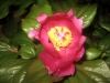 4_paeonia_mascula