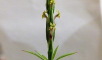 Crucianella latifolia 3