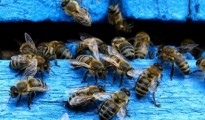 Μέλισσες