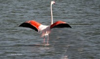 2_flamingko_Lefkada
