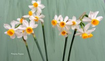 3_Narcissus tazetta