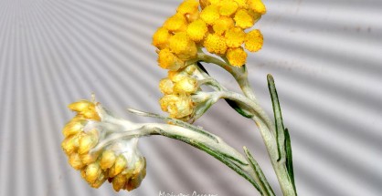 3_Helichrysum stoechas