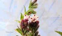 3_Anchusella variegata