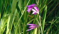 1_Gladiolus italicus