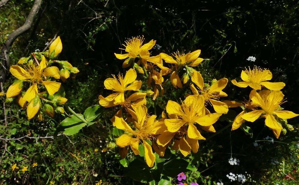 1_Hypericum perfoliatum