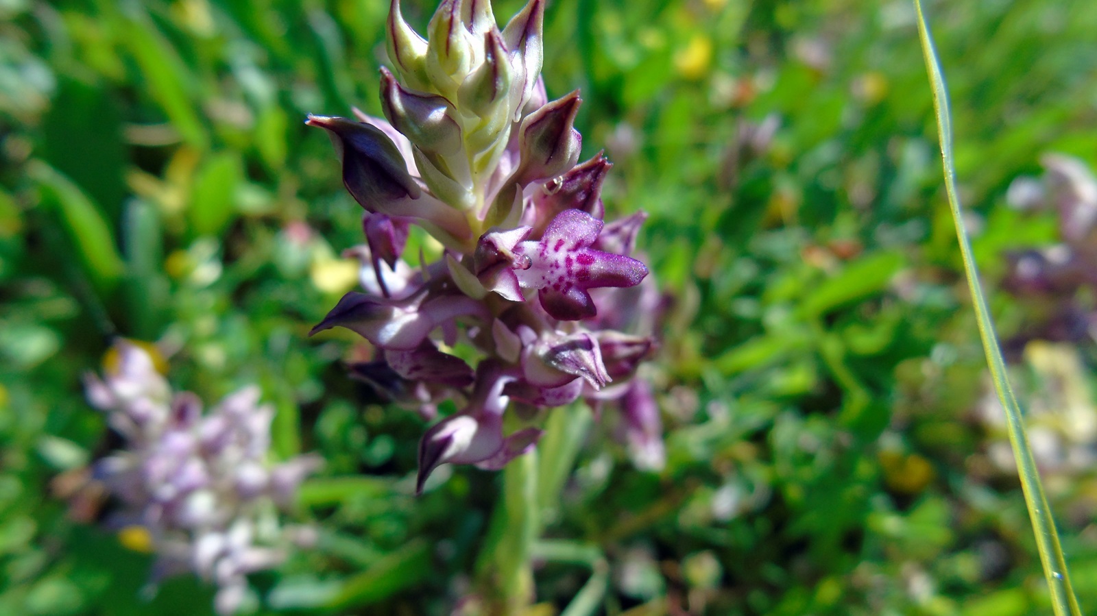 1_chlorida_Alexandrou_maios