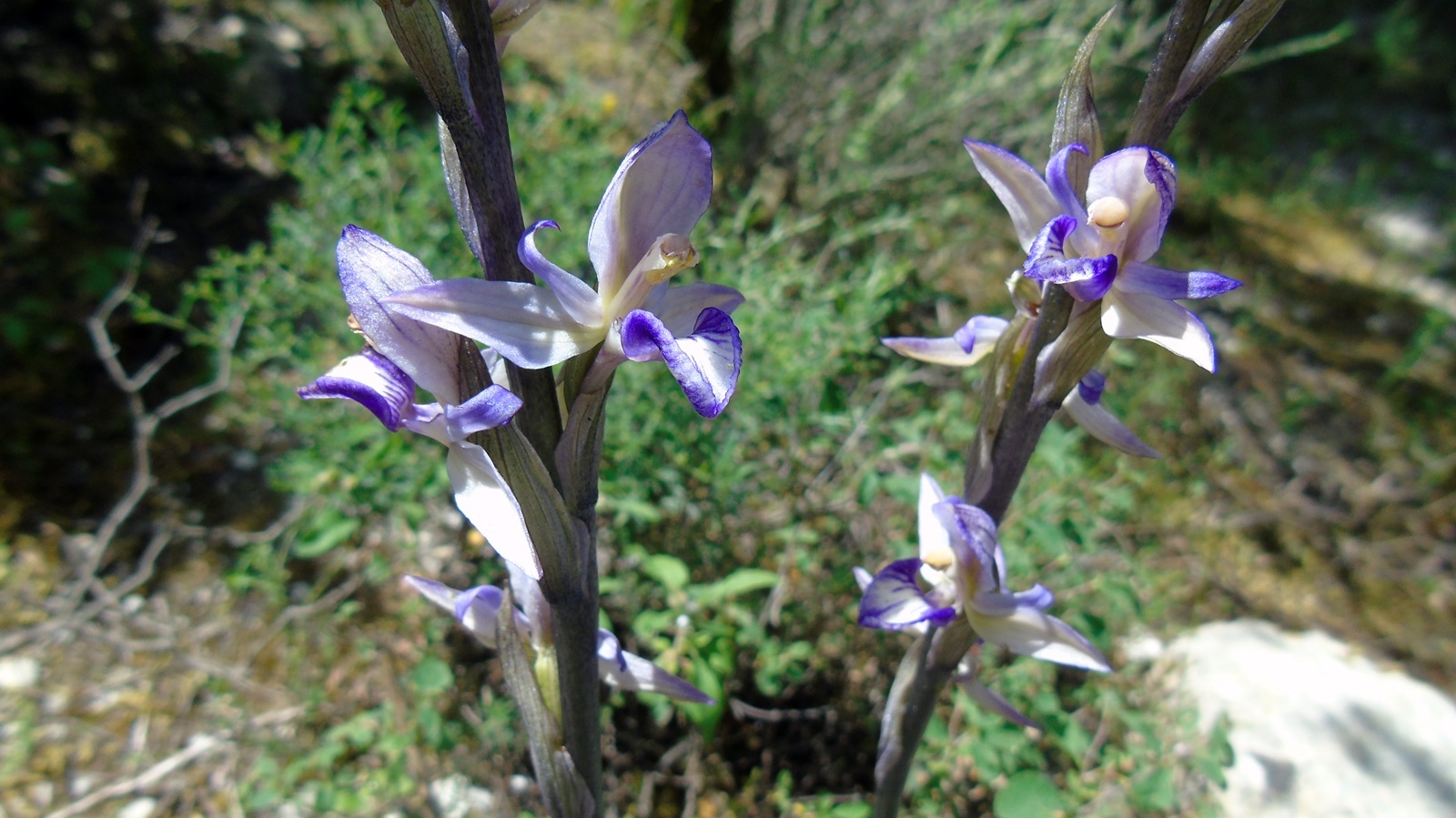 24_chlorida_Alexandrou_maios