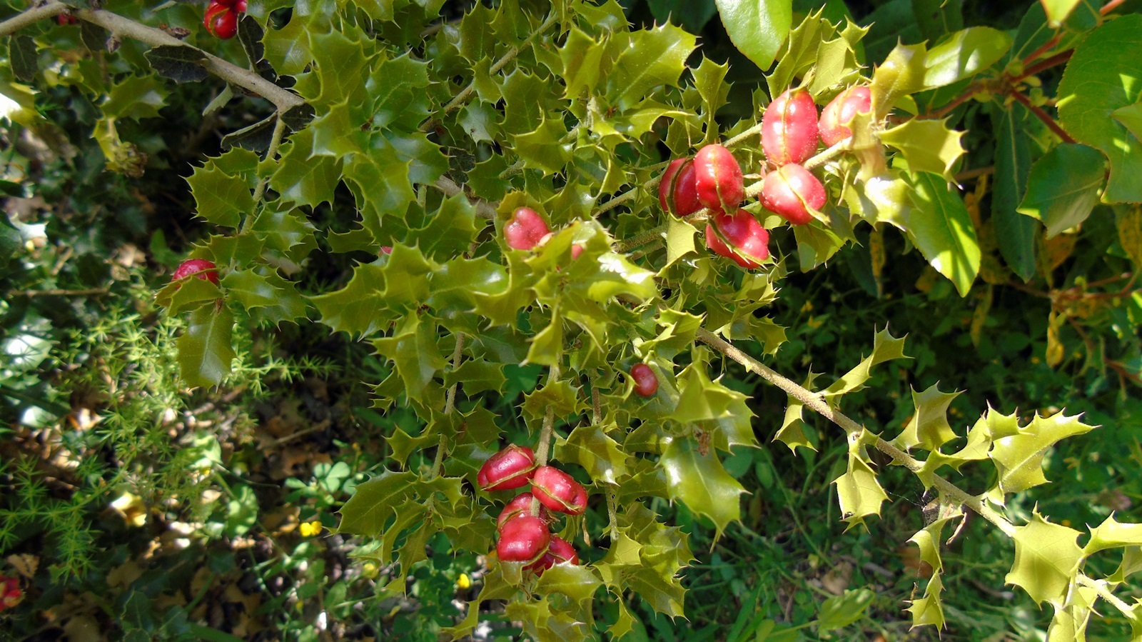 26_chlorida_Alexandrou_maios