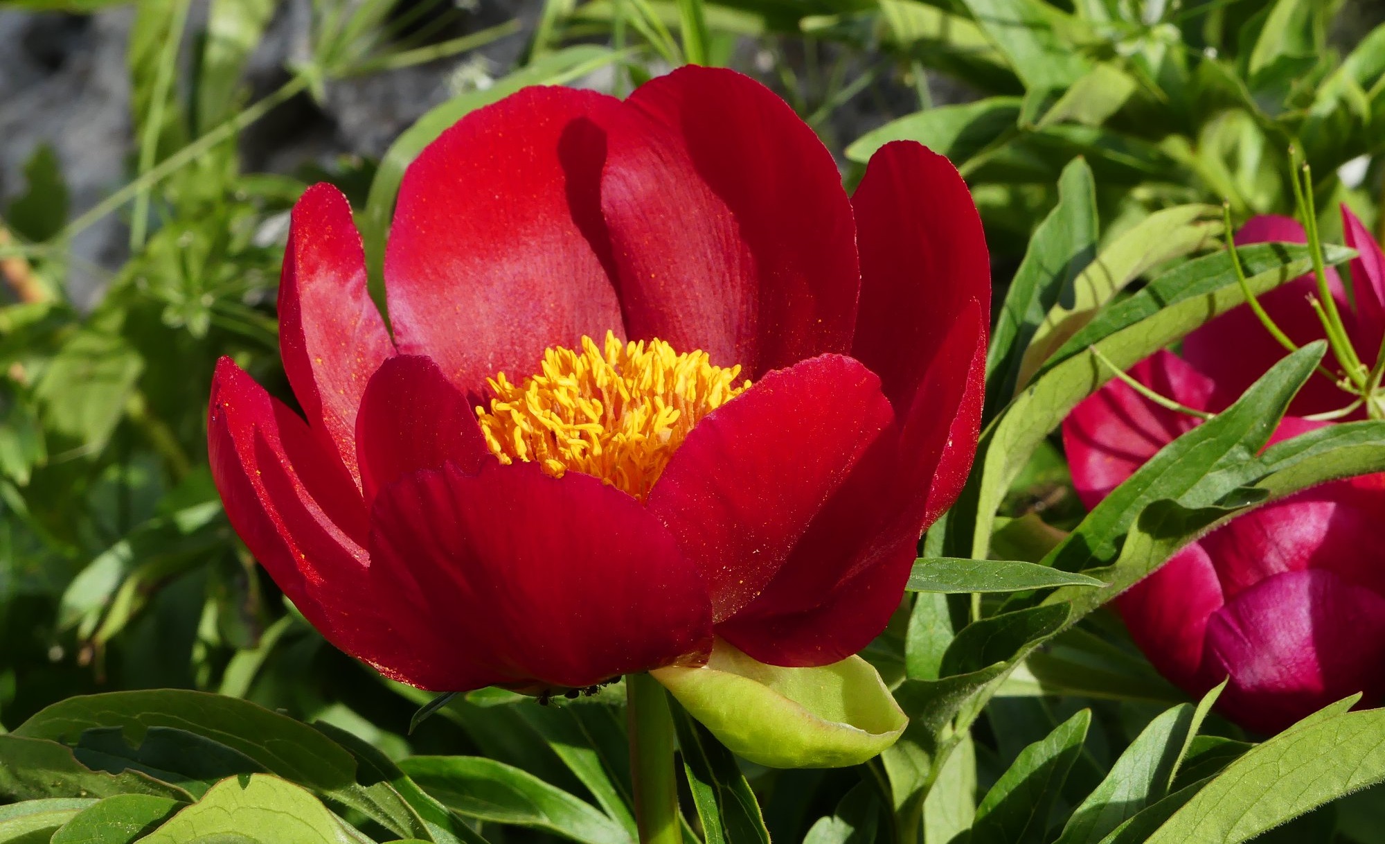 2_Paeonia peregrina