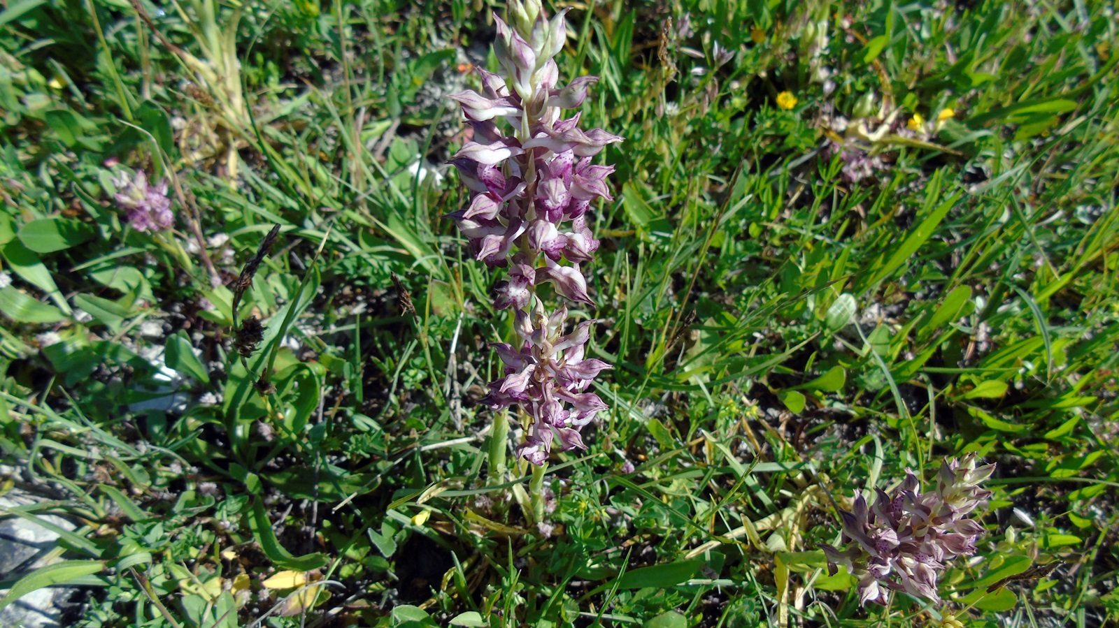 2_chlorida_Alexandrou_maios