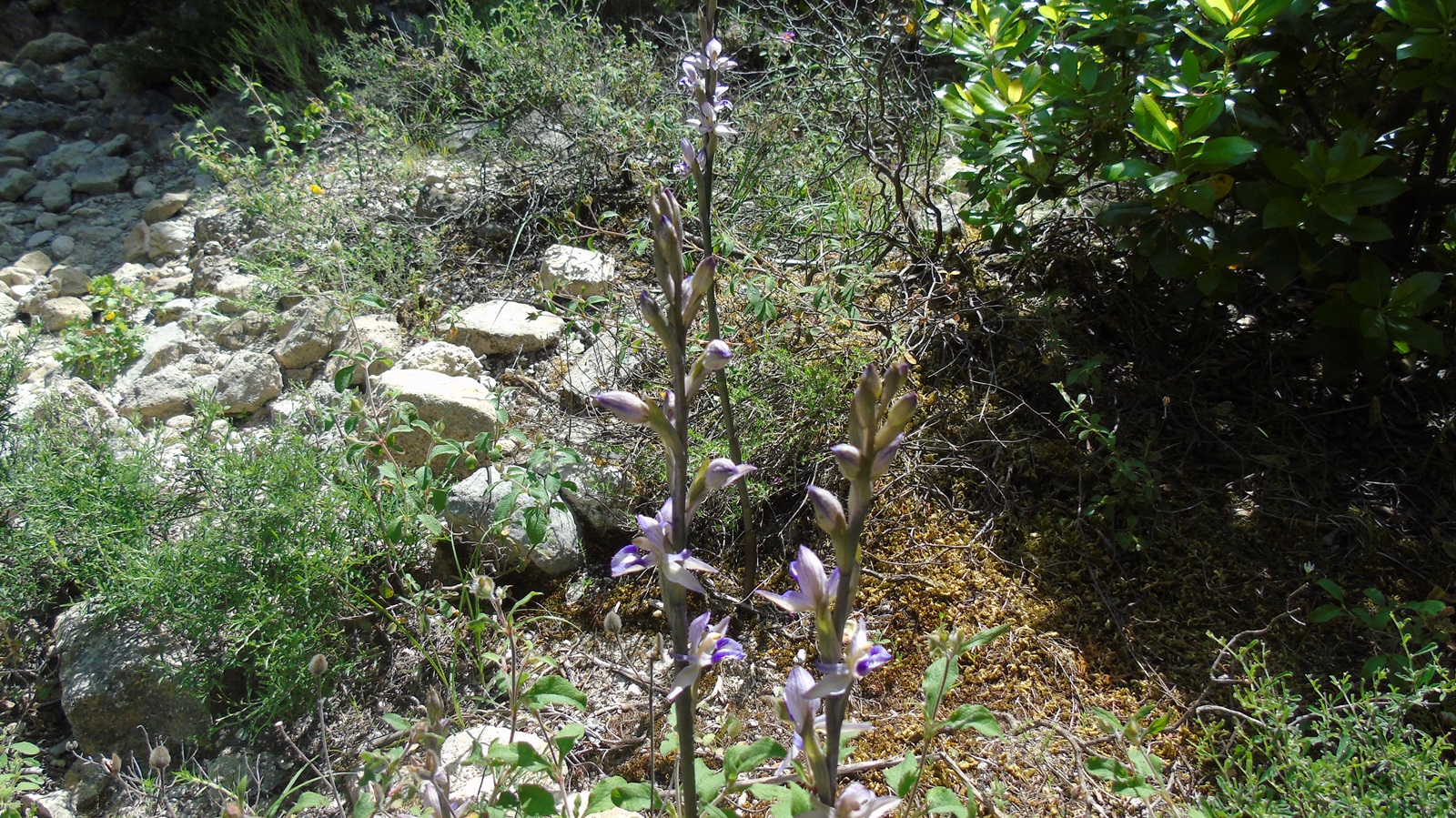 52_chlorida_Alexandrou_maios