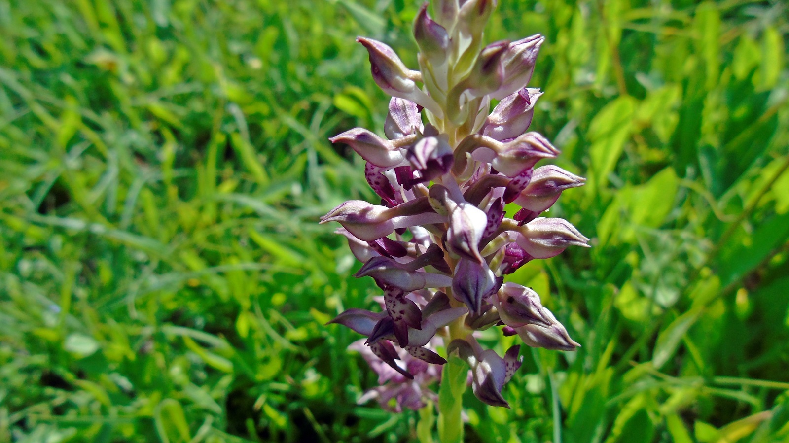 6_chlorida_Alexandrou_maios