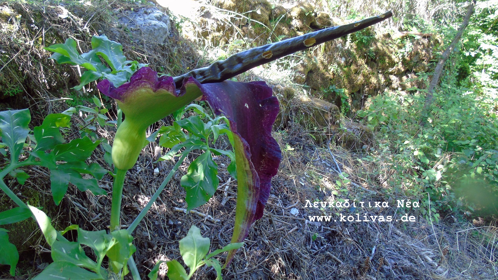 10_Dracunculus vulgaris