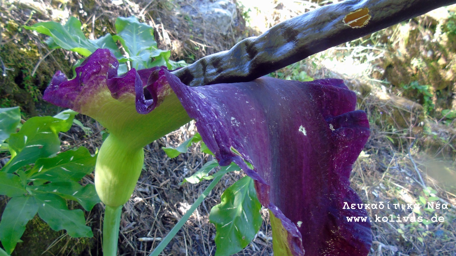 11_Dracunculus vulgaris
