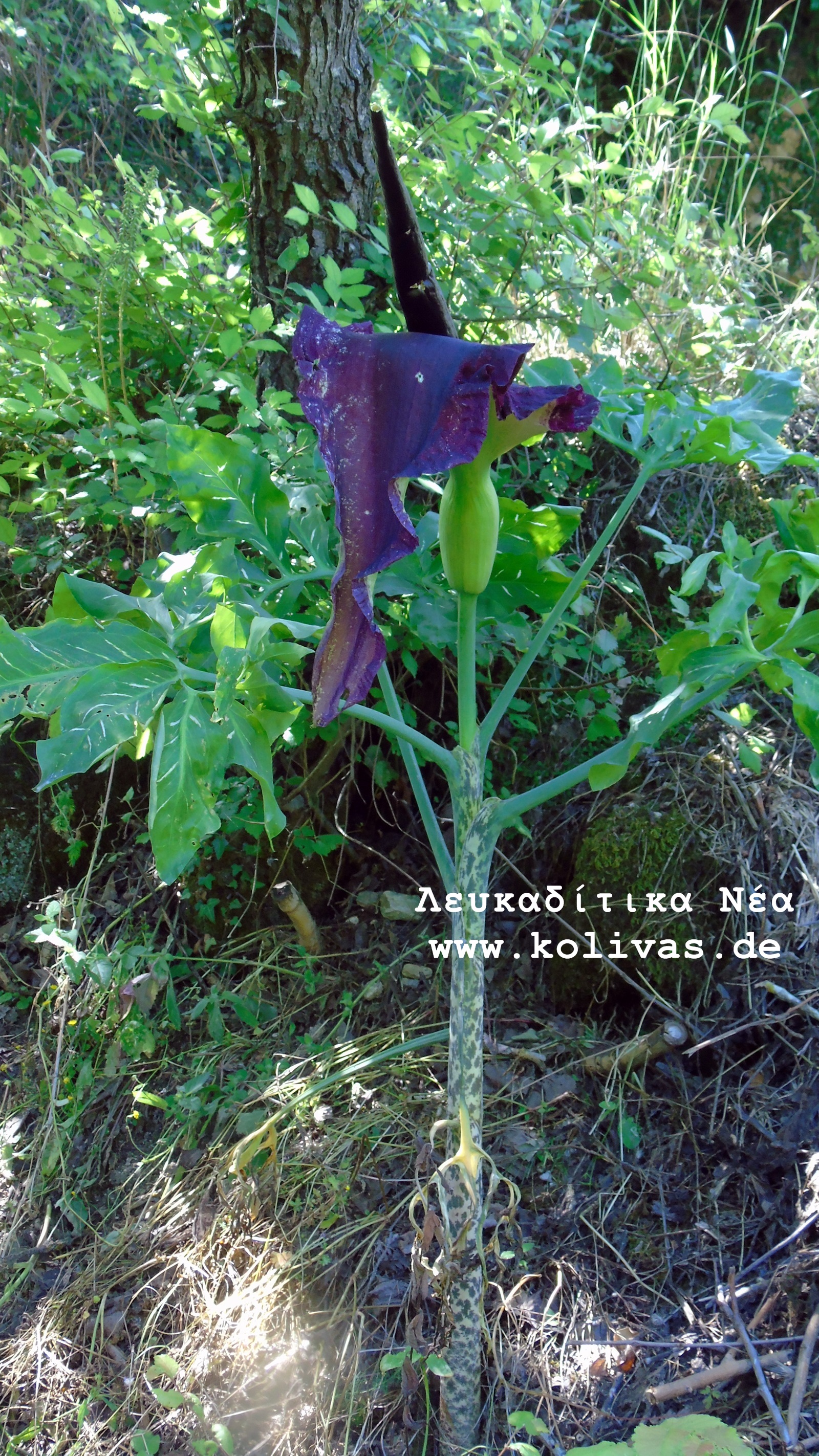 12_Dracunculus vulgaris