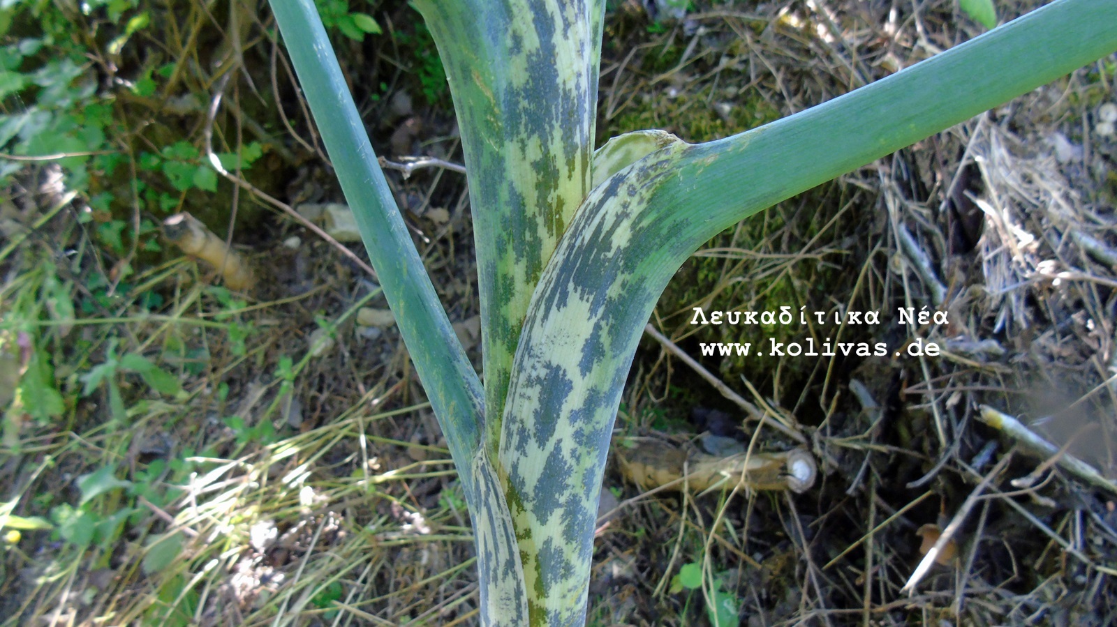 14_Dracunculus vulgaris