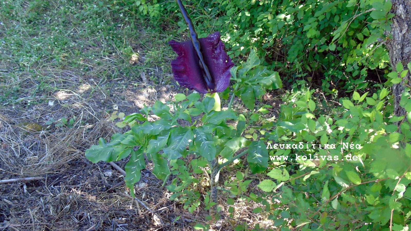 16_Dracunculus vulgaris