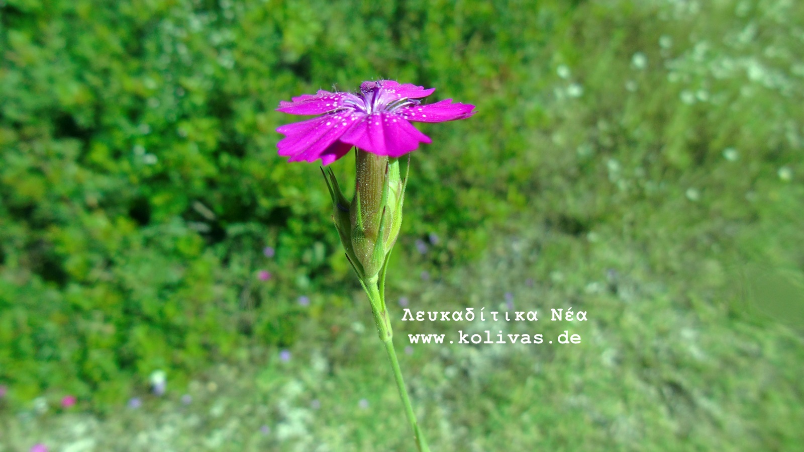 1_Dianthus deltoides