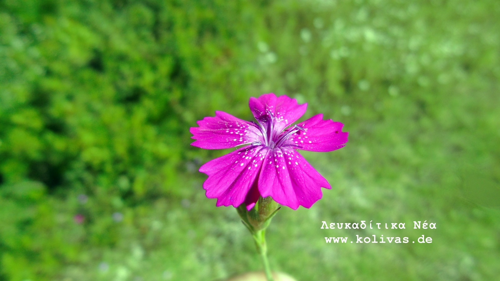 2_Dianthus deltoides