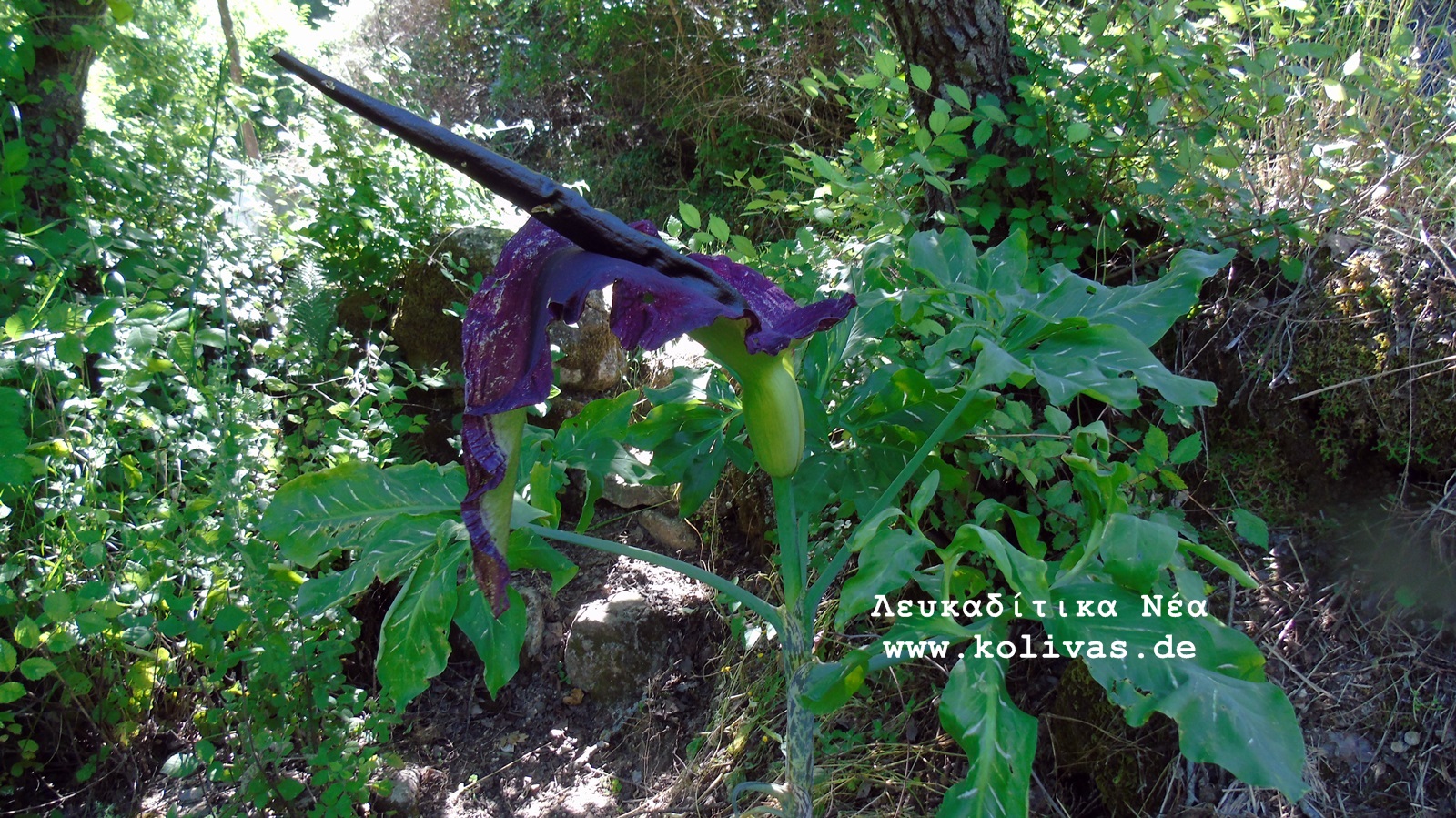 2_Dracunculus vulgaris