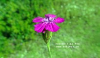 3_Dianthus deltoides