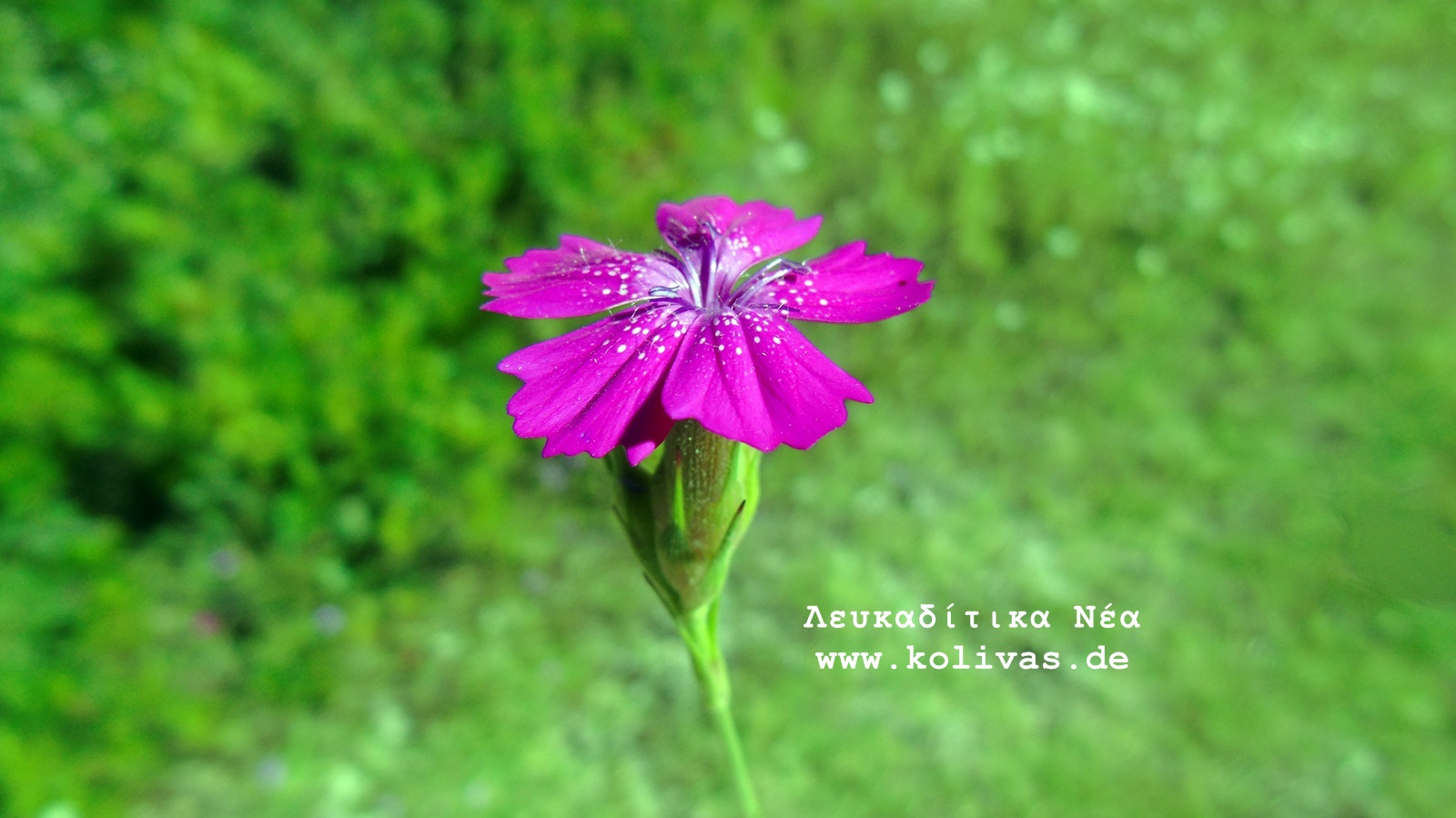 3_Dianthus deltoides