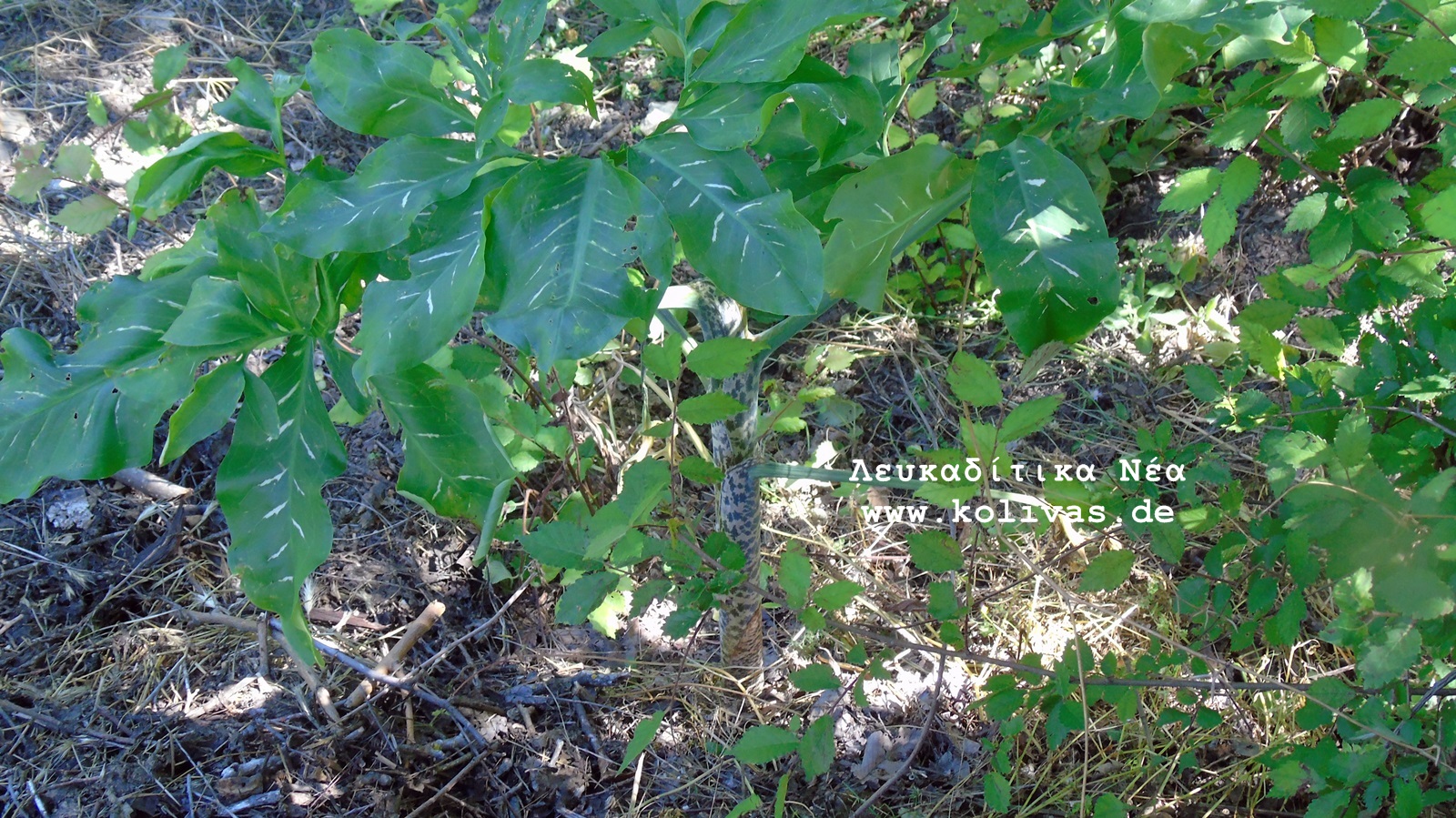 3_Dracunculus vulgaris