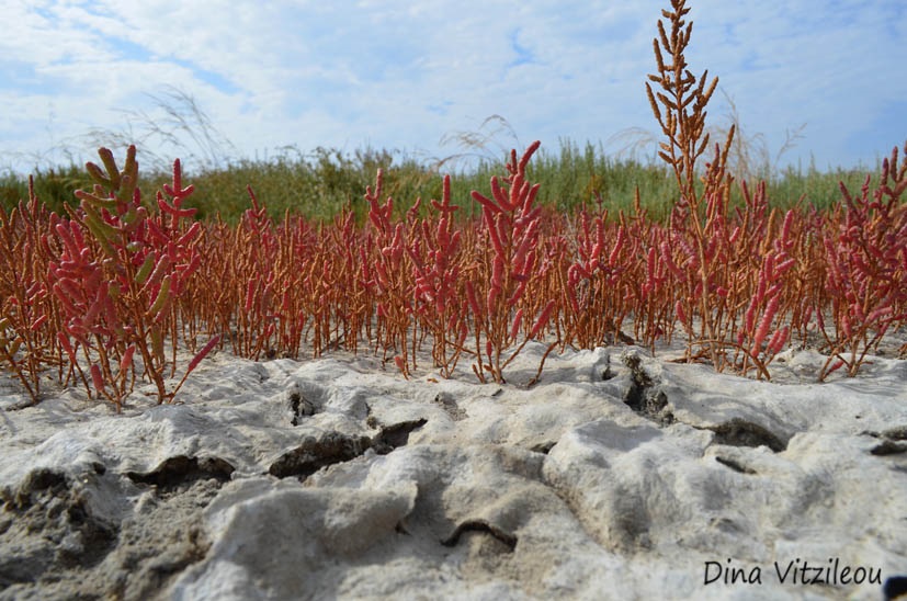 3_Salicornia