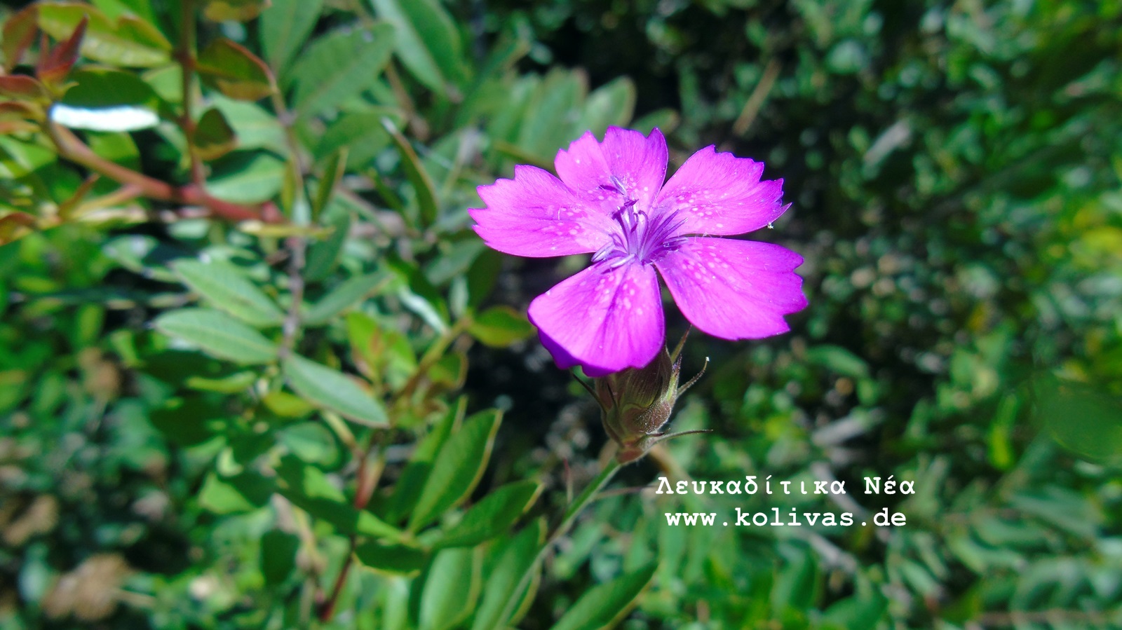 4_Dianthus deltoides