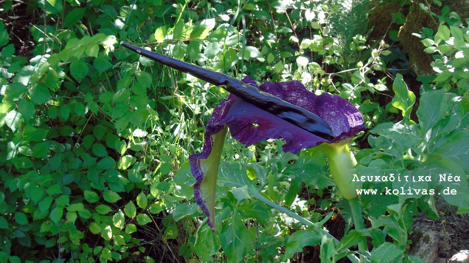 4_Dracunculus vulgaris