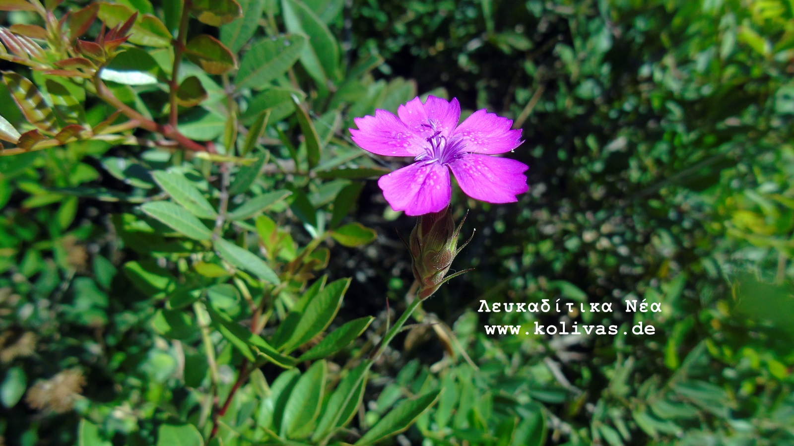 5_Dianthus deltoides