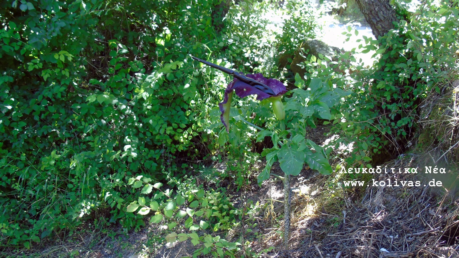 5_Dracunculus vulgaris