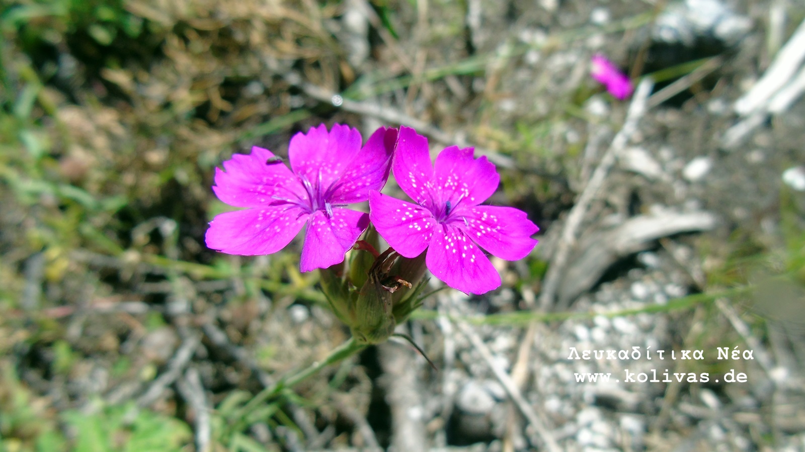 6_Dianthus deltoides