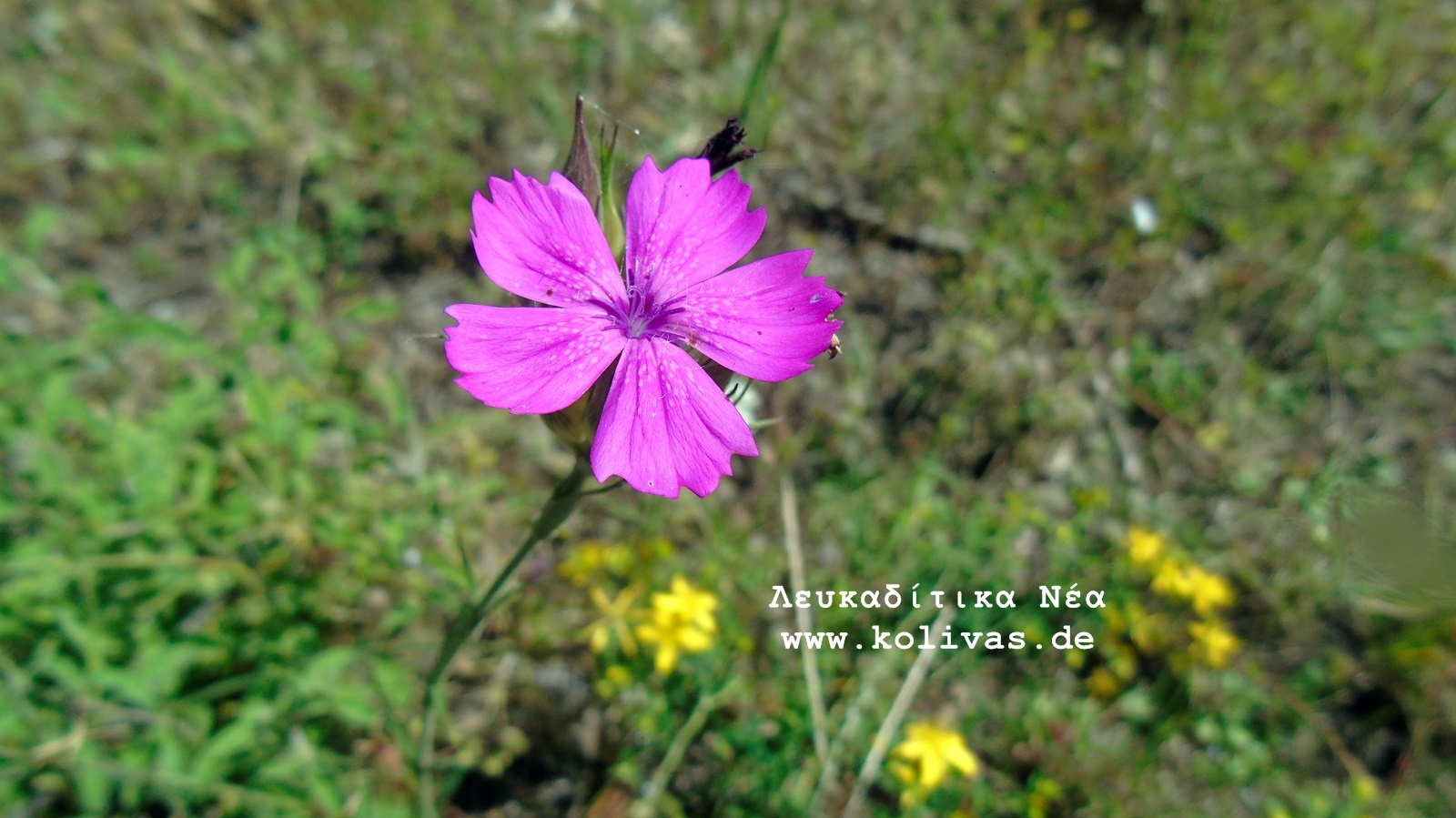 7_Dianthus deltoides