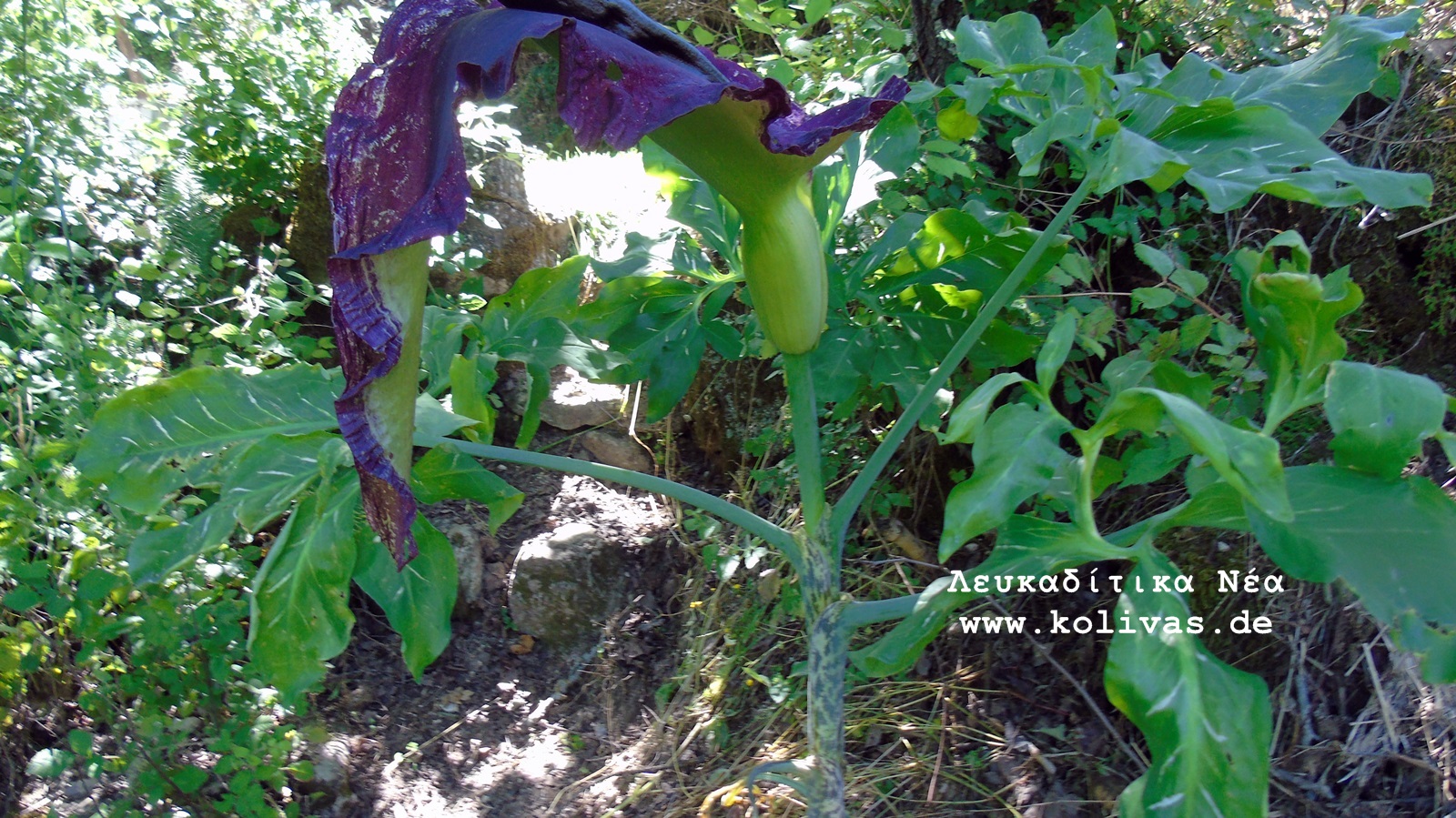 7_Dracunculus vulgaris
